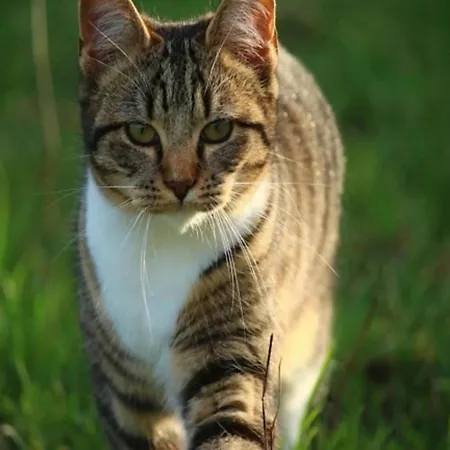 Casa vacanze In With Garden *